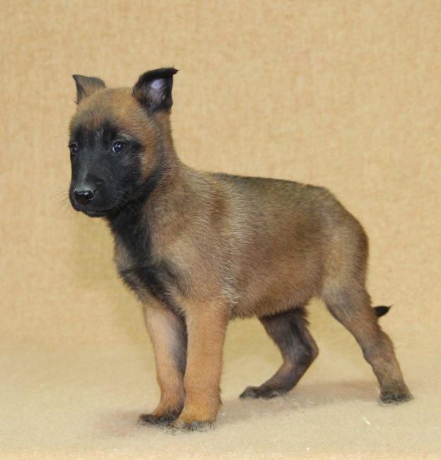 Chiots | Malinois | LOF | Elevage | Paradisdesedelweiss |