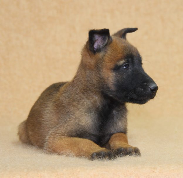 Chiots | Malinois | LOF | Elevage | Paradisdesedelweiss |