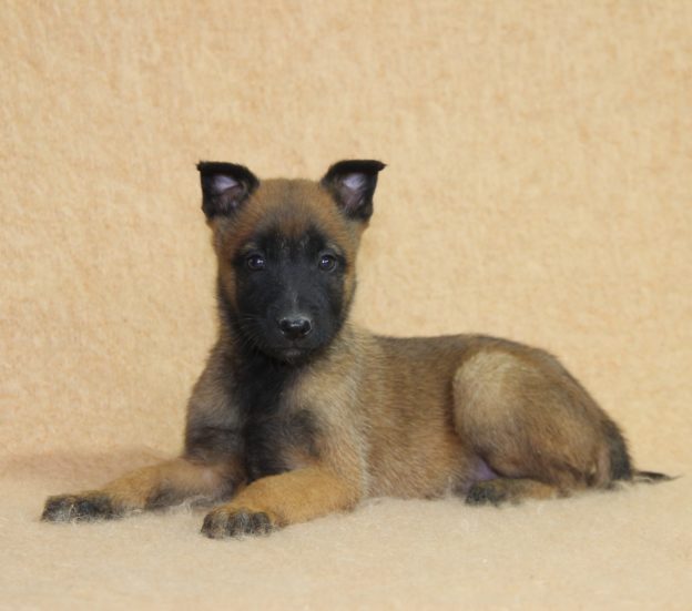 Chiots | Malinois | LOF | Elevage | Paradisdesedelweiss |