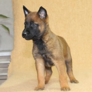 Chiots | Malinois | LOF | Elevage | Paradisdesedelweiss |