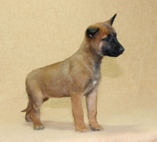 Chiots | Malinois | LOF | Elevage | Paradisdesedelweiss |