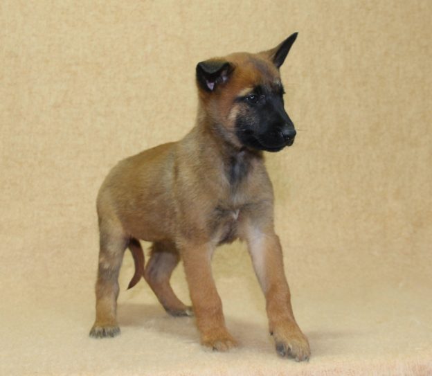 Chiots | Malinois | LOF | Elevage | Paradisdesedelweiss |