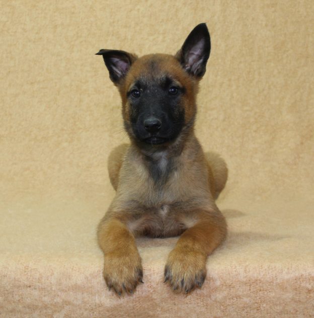 Chiots | Malinois | LOF | Elevage | Paradisdesedelweiss |