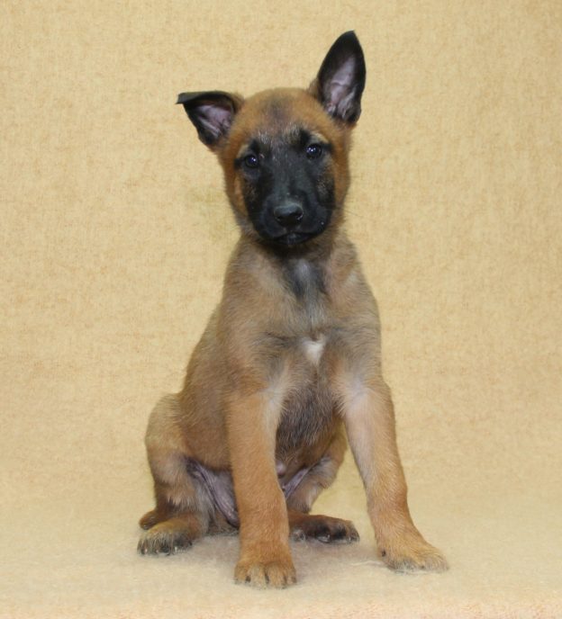 Chiots | Malinois | LOF | Elevage | Paradisdesedelweiss |
