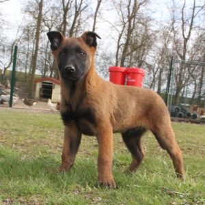 Chiots | Malinois | LOF | Elevage | Paradisdesedelweiss |