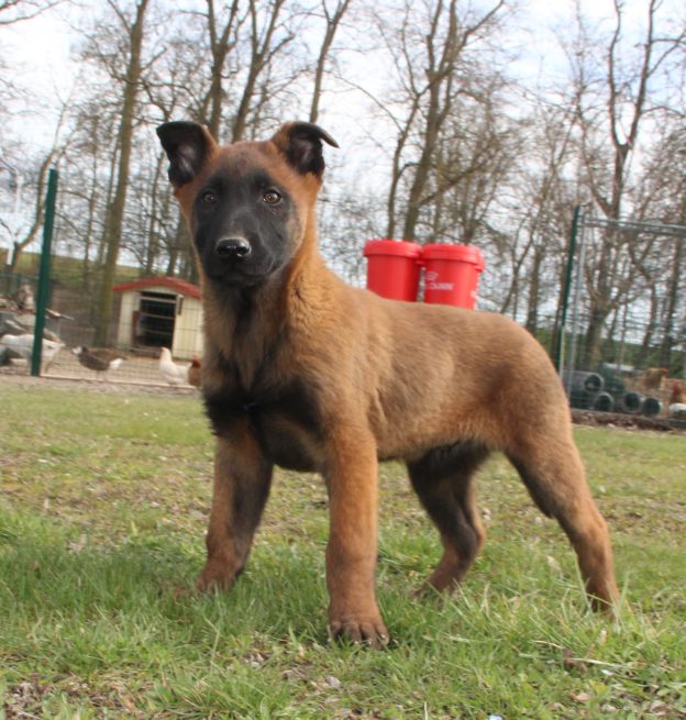 Chiots | Malinois | LOF | Elevage | Paradisdesedelweiss |