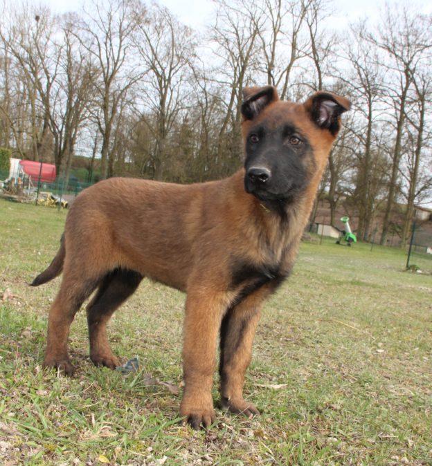 Chiots | Malinois | LOF | Elevage | Paradisdesedelweiss |