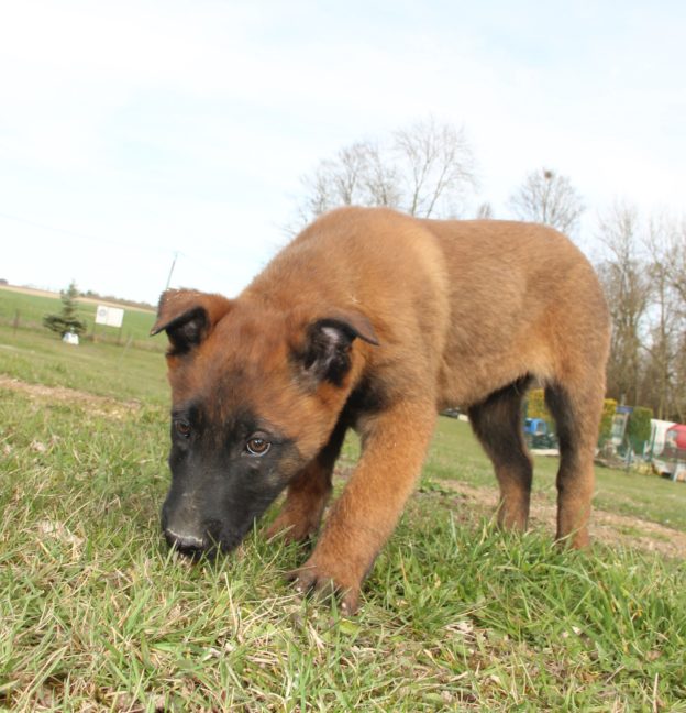 Chiots | Malinois | LOF | Elevage | Paradisdesedelweiss |