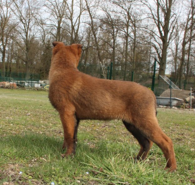 Chiots | Malinois | LOF | Elevage | Paradisdesedelweiss |