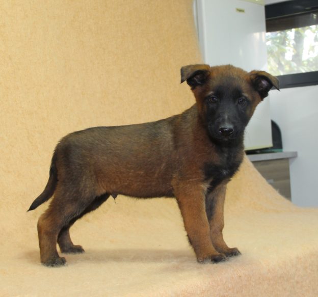 Chiots | Malinois | LOF | Elevage | Paradisdesedelweiss |