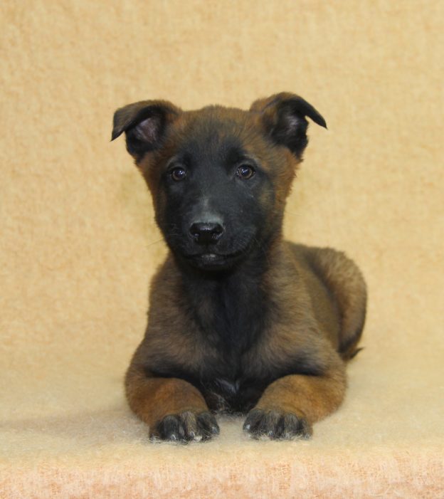 Chiots | Malinois | LOF | Elevage | Paradisdesedelweiss |