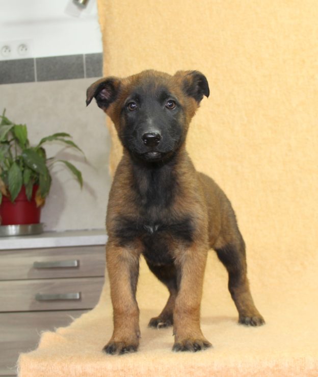 Chiots | Malinois | LOF | Elevage | Paradisdesedelweiss |