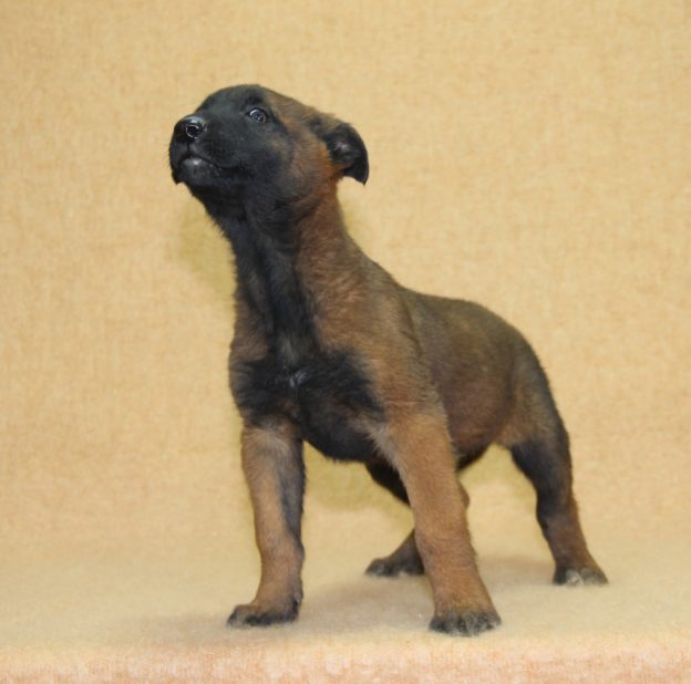Chiots | Malinois | LOF | Elevage | Paradisdesedelweiss |