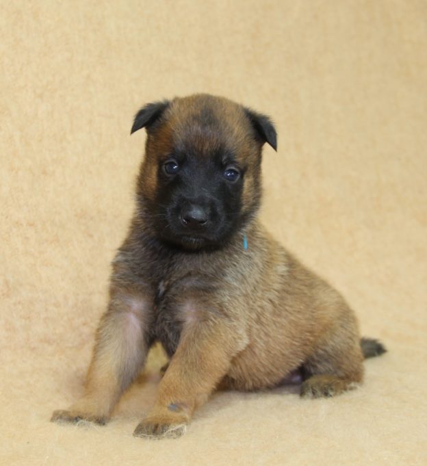 Chiots | Malinois | LOF | Elevage | Paradisdesedelweiss |