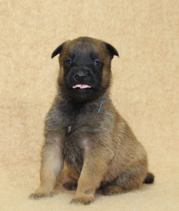 Chiots | Malinois | LOF | Elevage | Paradisdesedelweiss |