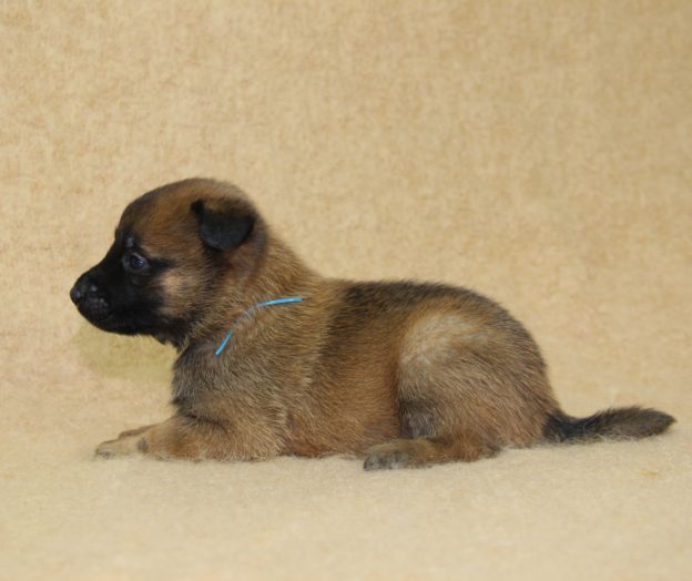 Chiots | Malinois | LOF | Elevage | Paradisdesedelweiss |