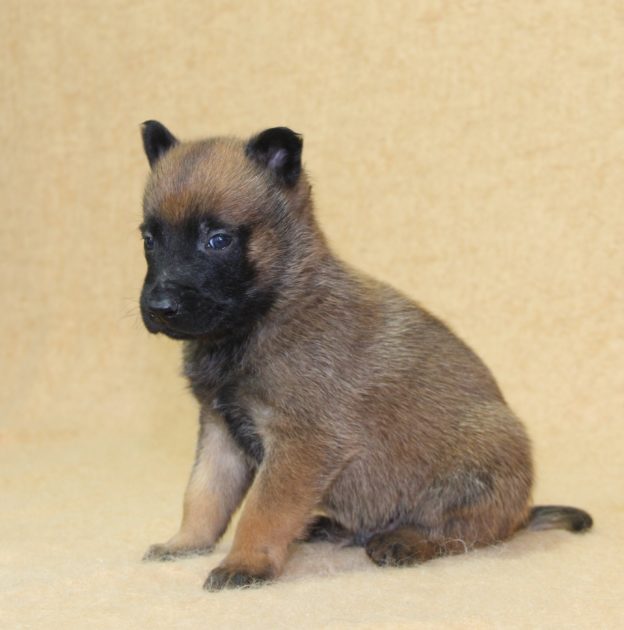 Chiots | Malinois | LOF | Elevage | Paradisdesedelweiss |