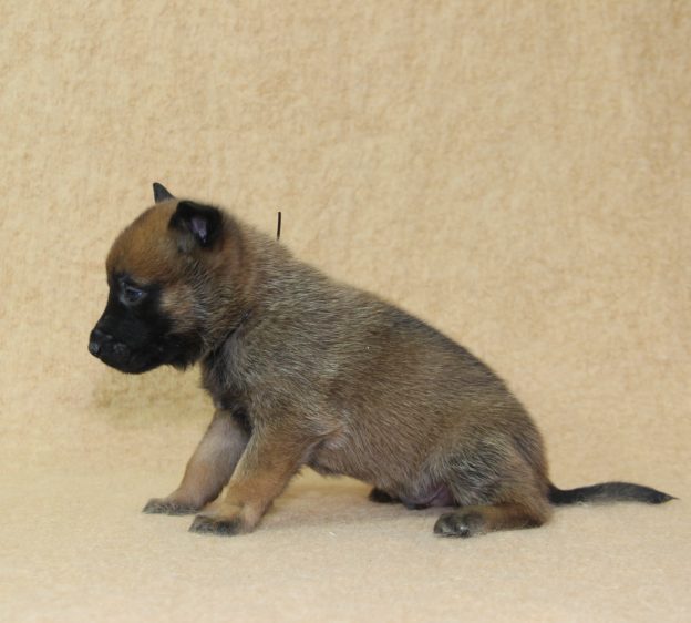 Chiots | Malinois | LOF | Elevage | Paradisdesedelweiss |
