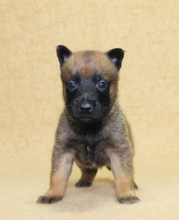Chiots | Malinois | LOF | Elevage | Paradisdesedelweiss |
