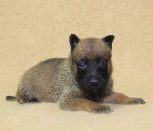 Chiots | Malinois | LOF | Elevage | Paradisdesedelweiss |