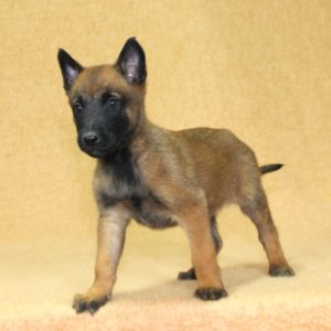 Chiots | Malinois | LOF | Elevage | Paradisdesedelweiss |