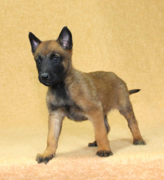 Chiots | Malinois | LOF | Elevage | Paradisdesedelweiss |