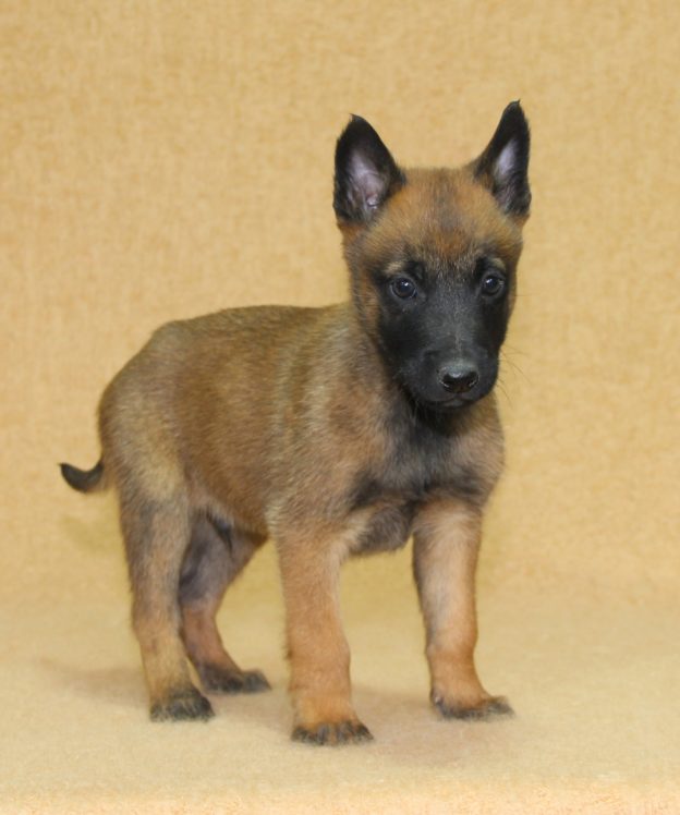 Chiots | Malinois | LOF | Elevage | Paradisdesedelweiss |