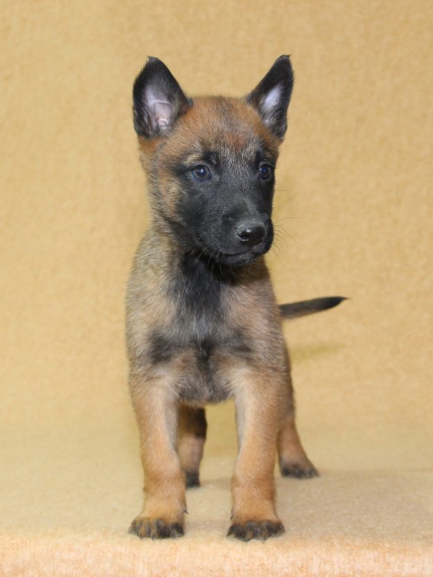 Chiots | Malinois | LOF | Elevage | Paradisdesedelweiss |