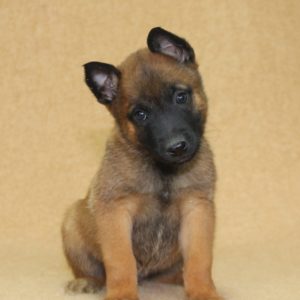 Chiots | Malinois | LOF | Elevage | Paradisdesedelweiss |