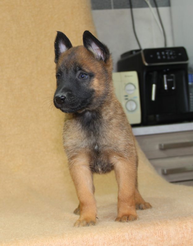 Chiots | Malinois | LOF | Elevage | Paradisdesedelweiss |
