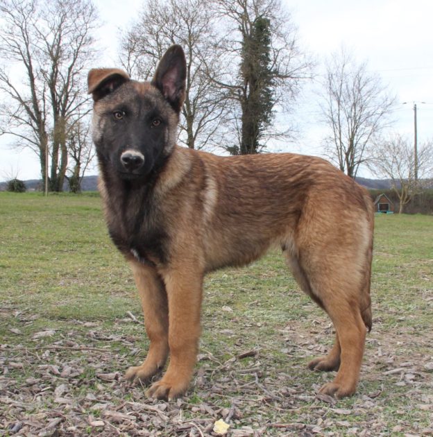 Chiots | Malinois | LOF | Elevage | Paradisdesedelweiss |
