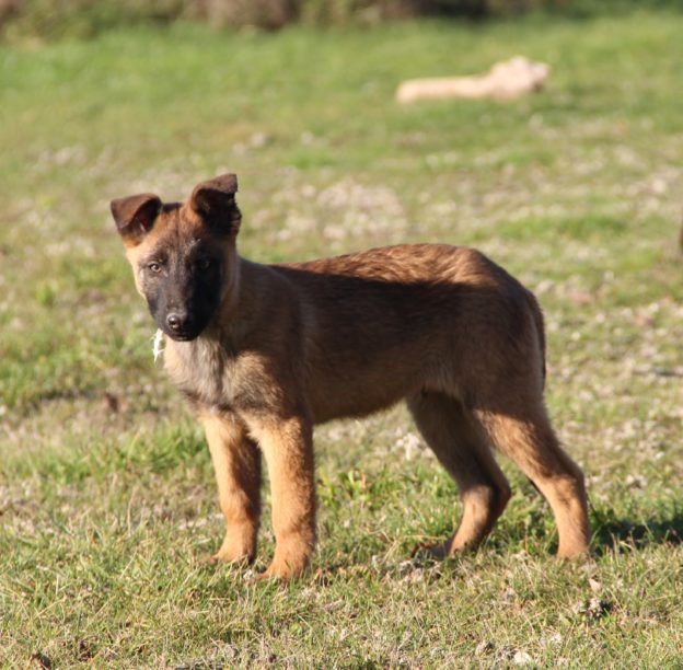Chiots | Malinois | LOF | Elevage | Paradisdesedelweiss |