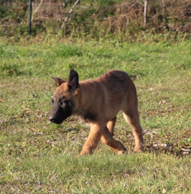 Chiots | Malinois | LOF | Elevage | Paradisdesedelweiss |