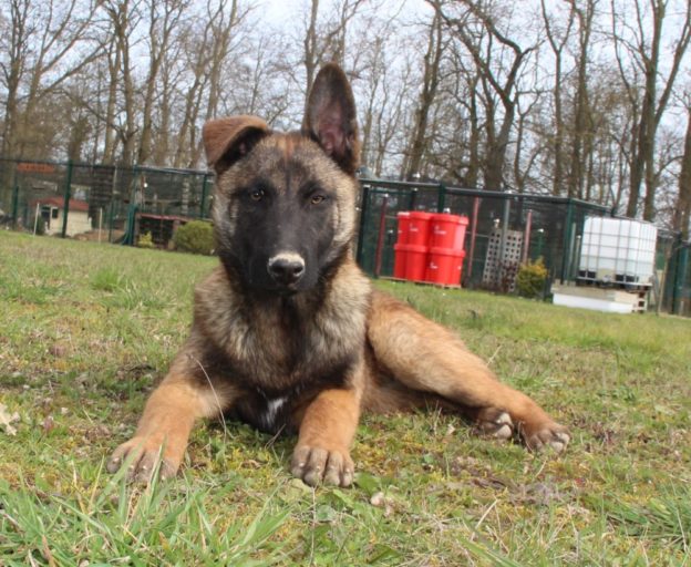 Chiots | Malinois | LOF | Elevage | Paradisdesedelweiss |