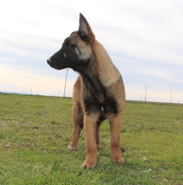 Chiots | Malinois | LOF | Elevage | Paradisdesedelweiss |