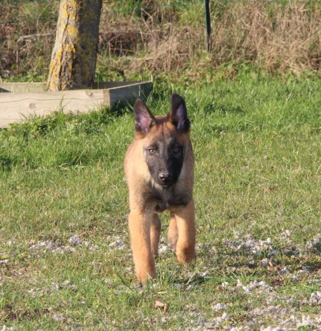 Chiots | Malinois | LOF | Elevage | Paradisdesedelweiss |