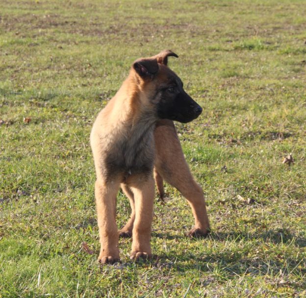 Chiots | Malinois | LOF | Elevage | Paradisdesedelweiss |