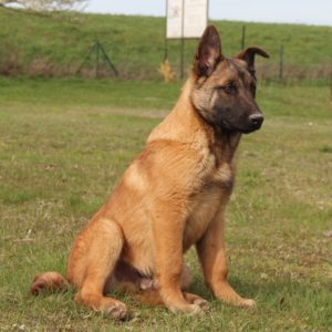 Chiots | Malinois | LOF | Elevage | Paradisdesedelweiss |