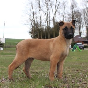 Chiots | Malinois | LOF | Elevage | Paradisdesedelweiss |