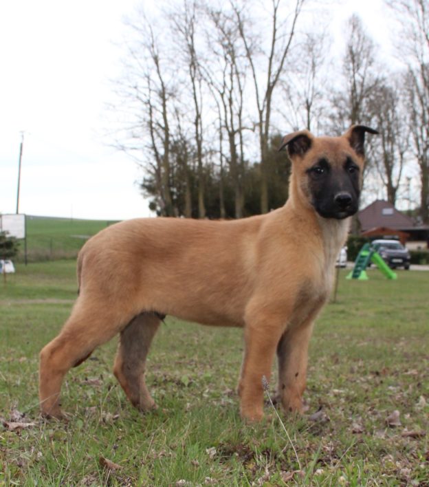 Chiots | Malinois | LOF | Elevage | Paradisdesedelweiss |