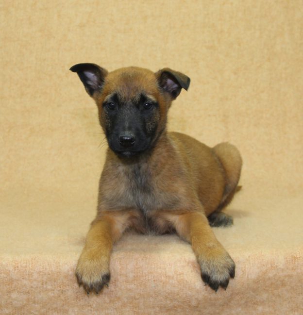 Chiots | Malinois | LOF | Elevage | Paradisdesedelweiss |