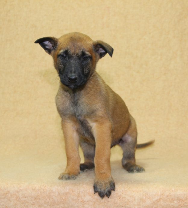 Chiots | Malinois | LOF | Elevage | Paradisdesedelweiss |