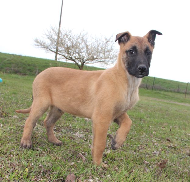 Chiots | Malinois | LOF | Elevage | Paradisdesedelweiss |