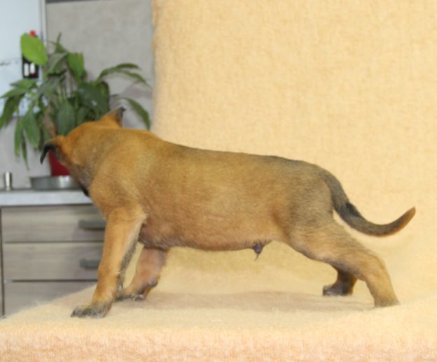 Chiots | Malinois | LOF | Elevage | Paradisdesedelweiss |