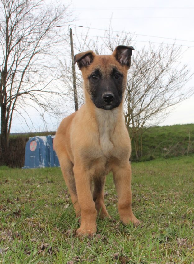 Chiots | Malinois | LOF | Elevage | Paradisdesedelweiss |