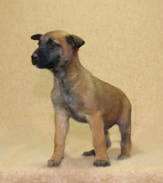 Chiots | Malinois | LOF | Elevage | Paradisdesedelweiss |