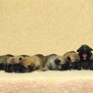 Chiots | Malinois | LOF | Elevage | Paradisdesedelweiss |