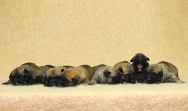 Chiots | Malinois | LOF | Elevage | Paradisdesedelweiss |