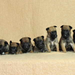 Chiots | Malinois | LOF | Elevage | Paradisdesedelweiss |