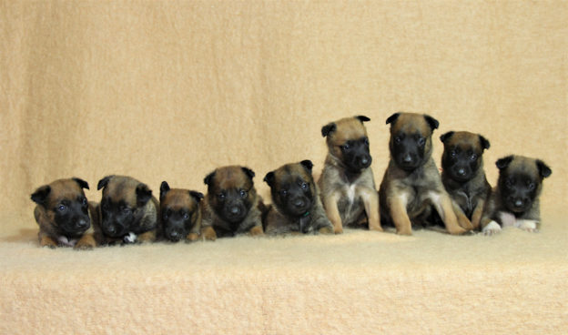 Chiots | Malinois | LOF | Elevage | Paradisdesedelweiss |